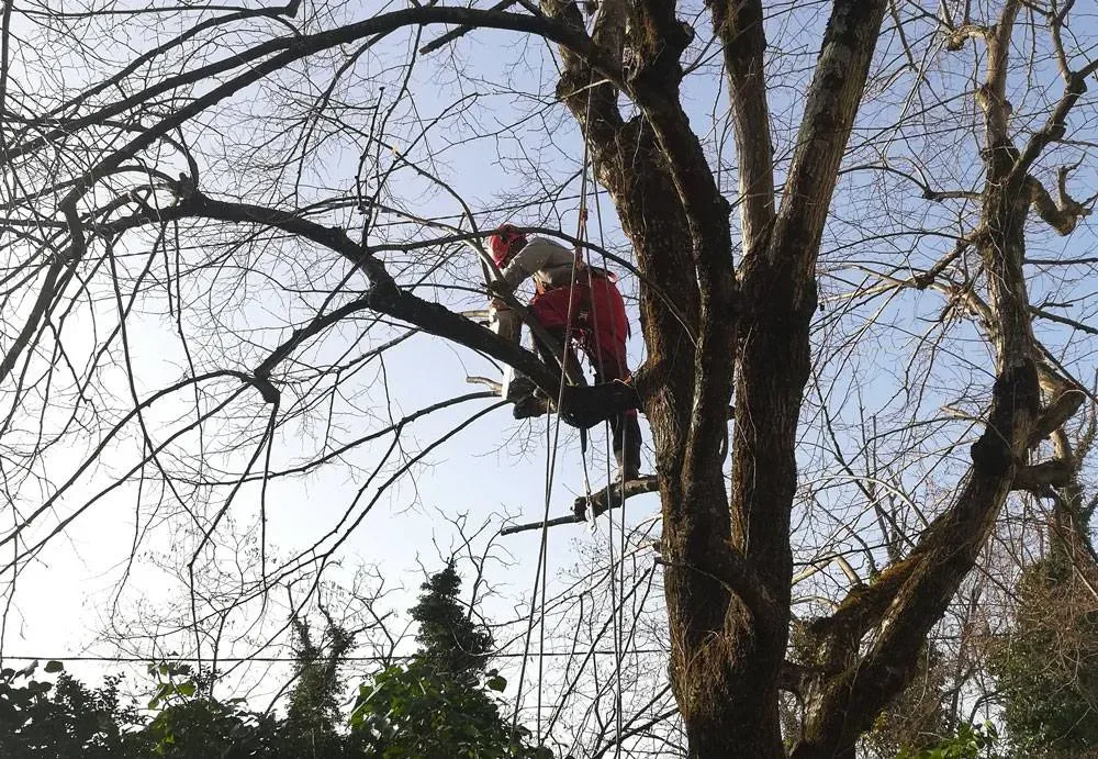 élagage près de Privas