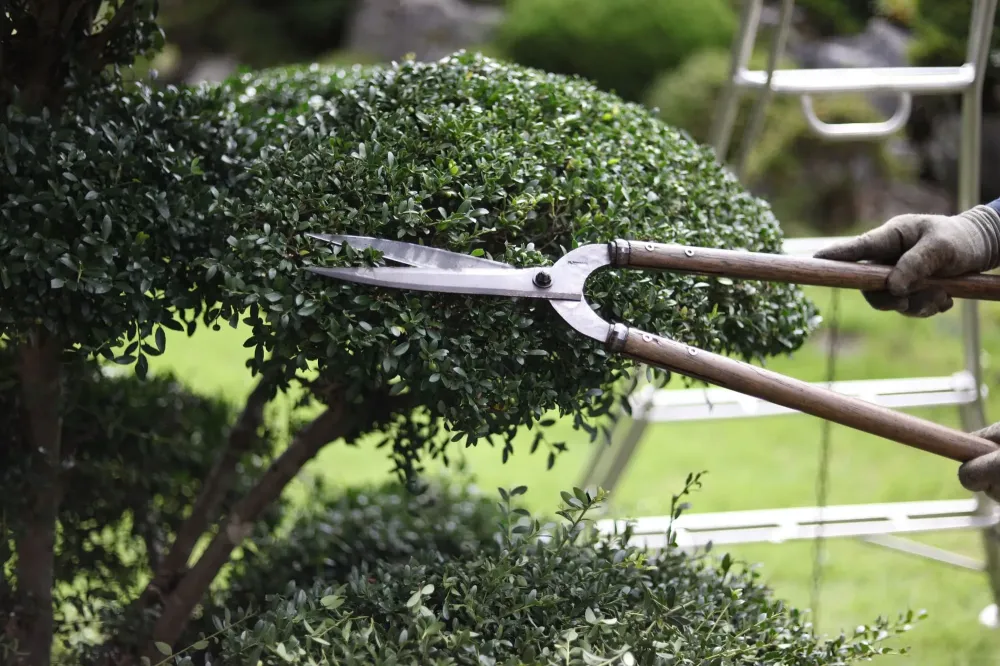 taille près de Privas