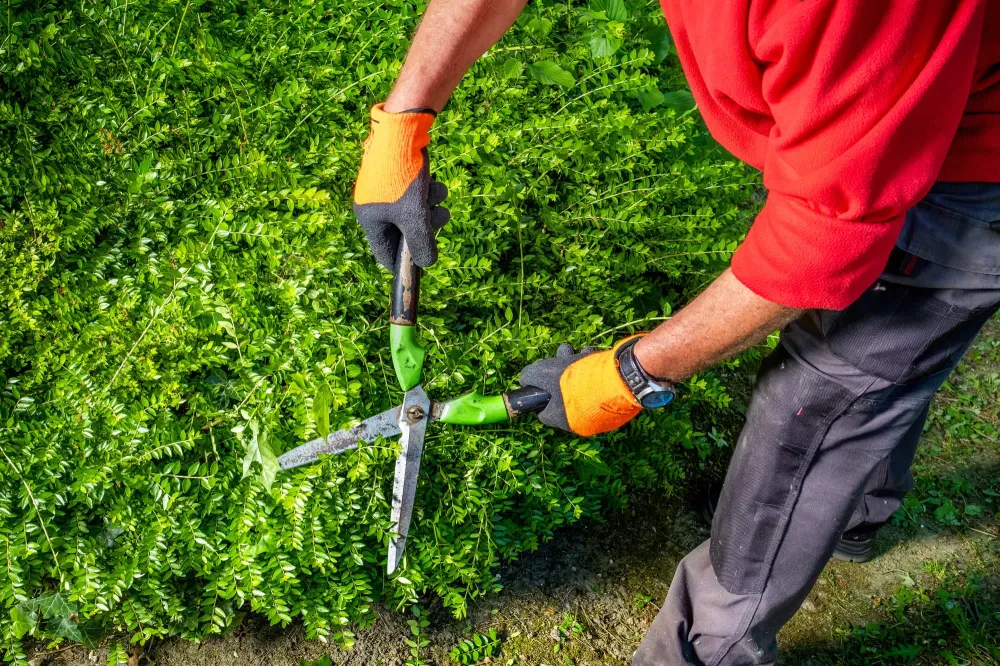 entretien de jardin près de Privas